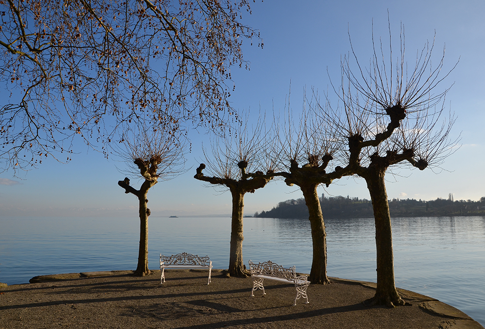 Winterschlaf auf der Mainau, Mainau im Januar