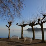 Winterschlaf auf der Mainau, Mainau im Januar