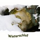 Winterschlaf