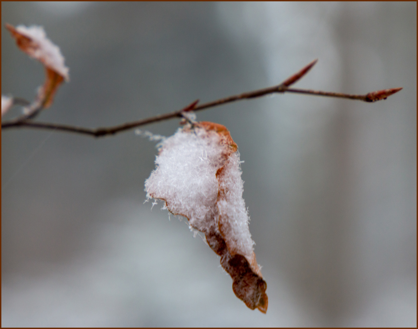 Winterschlaf