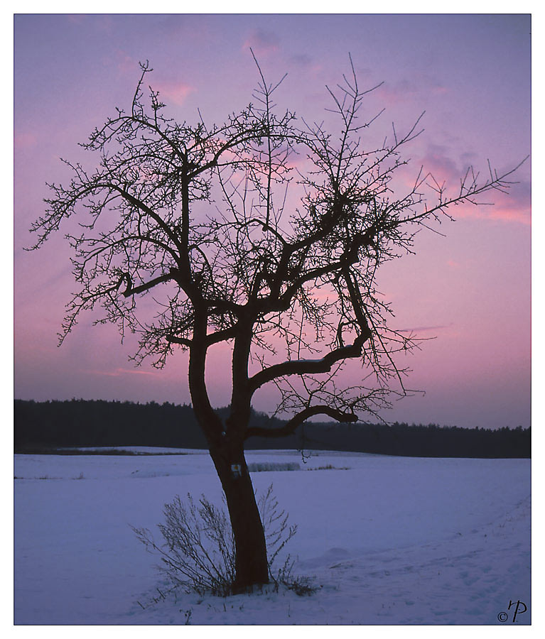 Winterschlaf