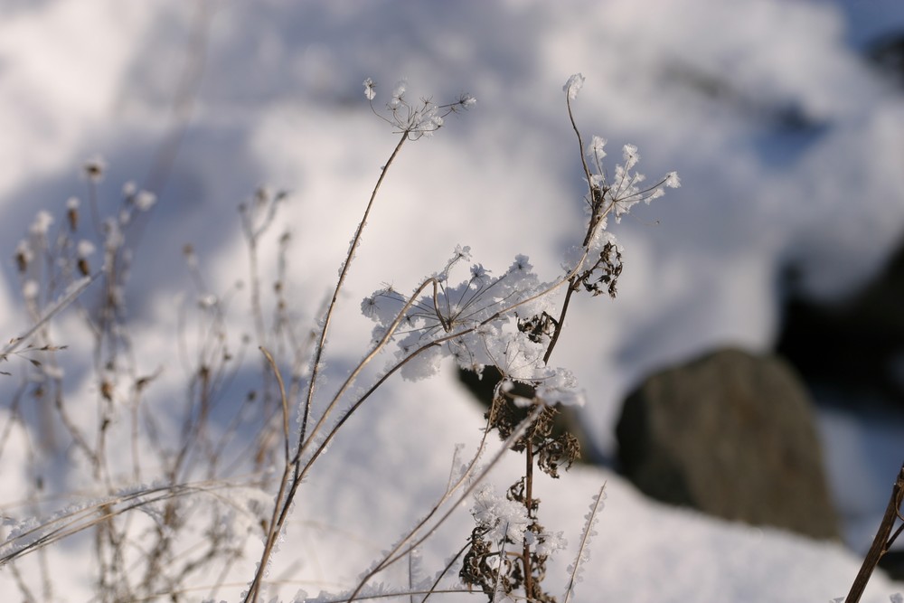 Winterschlaf