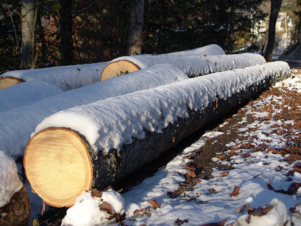 Winterschlaf der Bäume