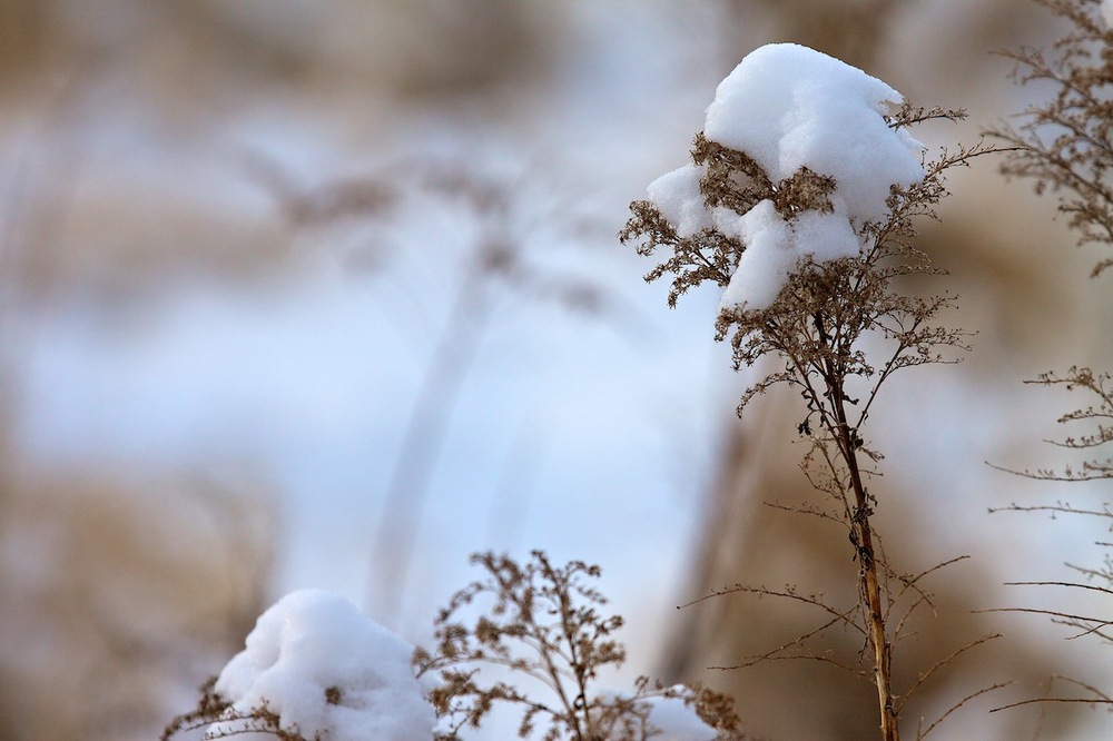 Winterschlaf einmal anders