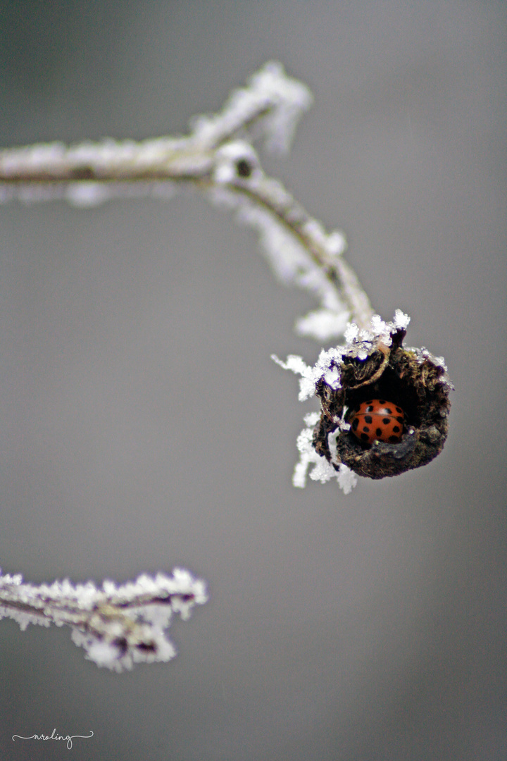 Winterschlaf.