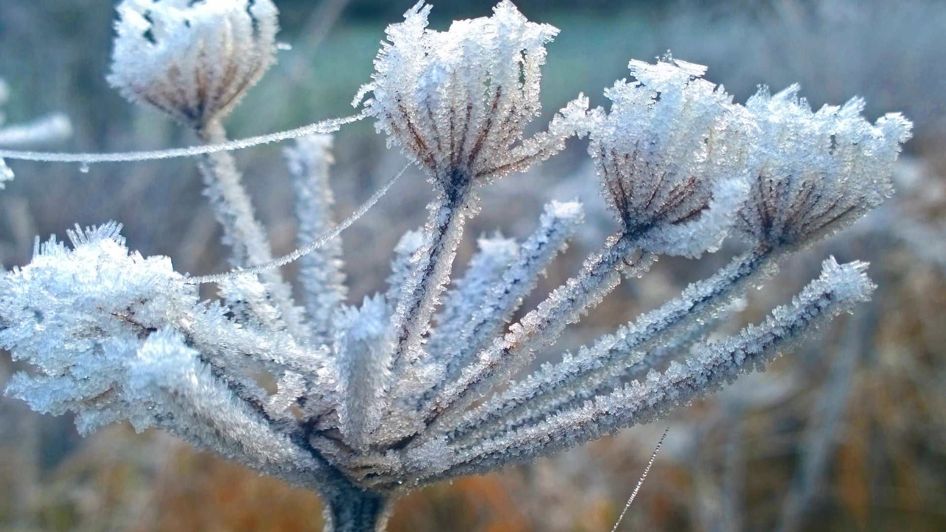 Winterschlaf