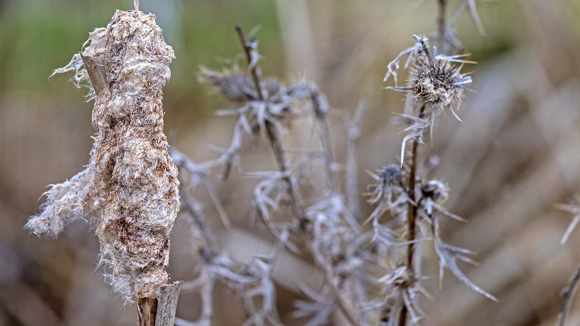 WINTERSCHLAF im Bingenheimer Ried