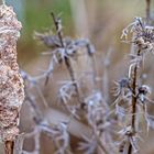 WINTERSCHLAF im Bingenheimer Ried