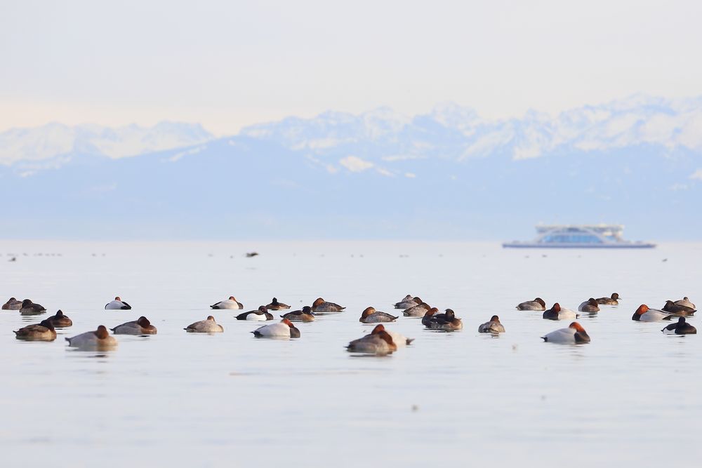 Winterschlaf im Bodensee