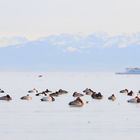 Winterschlaf im Bodensee