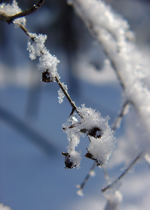 Winterschlaf im Kleinen