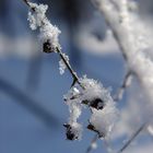 Winterschlaf im Kleinen