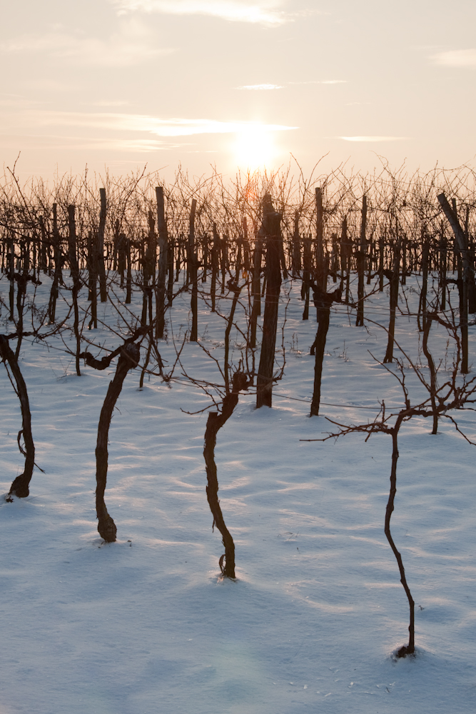 Winterschlaf in den Weingärten