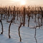 Winterschlaf in den Weingärten