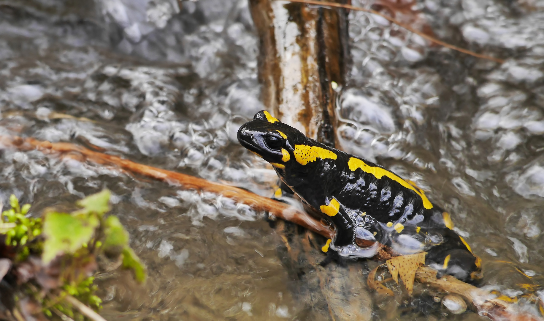 Winterschlaf ist vorbei - Feuersalamander