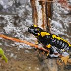 Winterschlaf ist vorbei - Feuersalamander