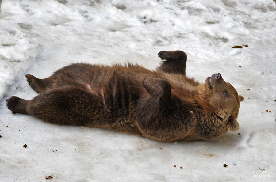 Winterschlaf mal anders :-) Foto & Bild | tiere, zoo, wildpark