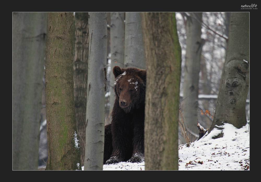 -Winterschlaf? Nur eine Frage der Disziplin-