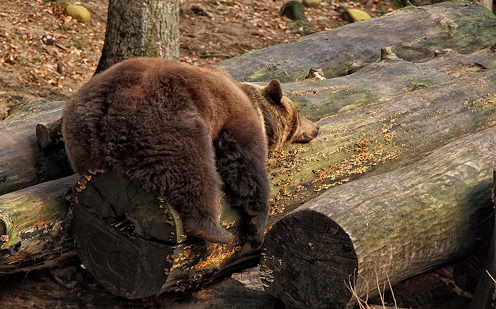 winterschlaf oder frühjahrsmüde Foto & Bild | tiere, zoo, wildpark
