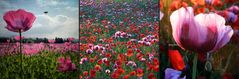 Winterschlaf stop weckt mich erst stop wenn der Mohn blüht!