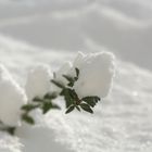 Winterschlaf vs. Frühlingsgefühle