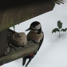 Winterschmaus für den Specht