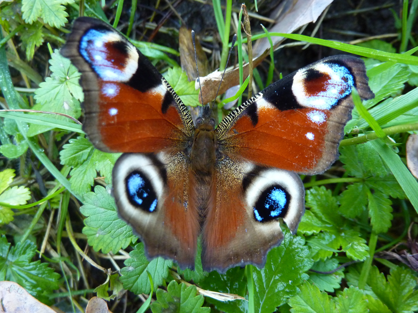 Winterschmetterling