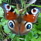 Winterschmetterling