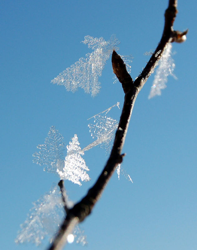 Winterschmetterlinge