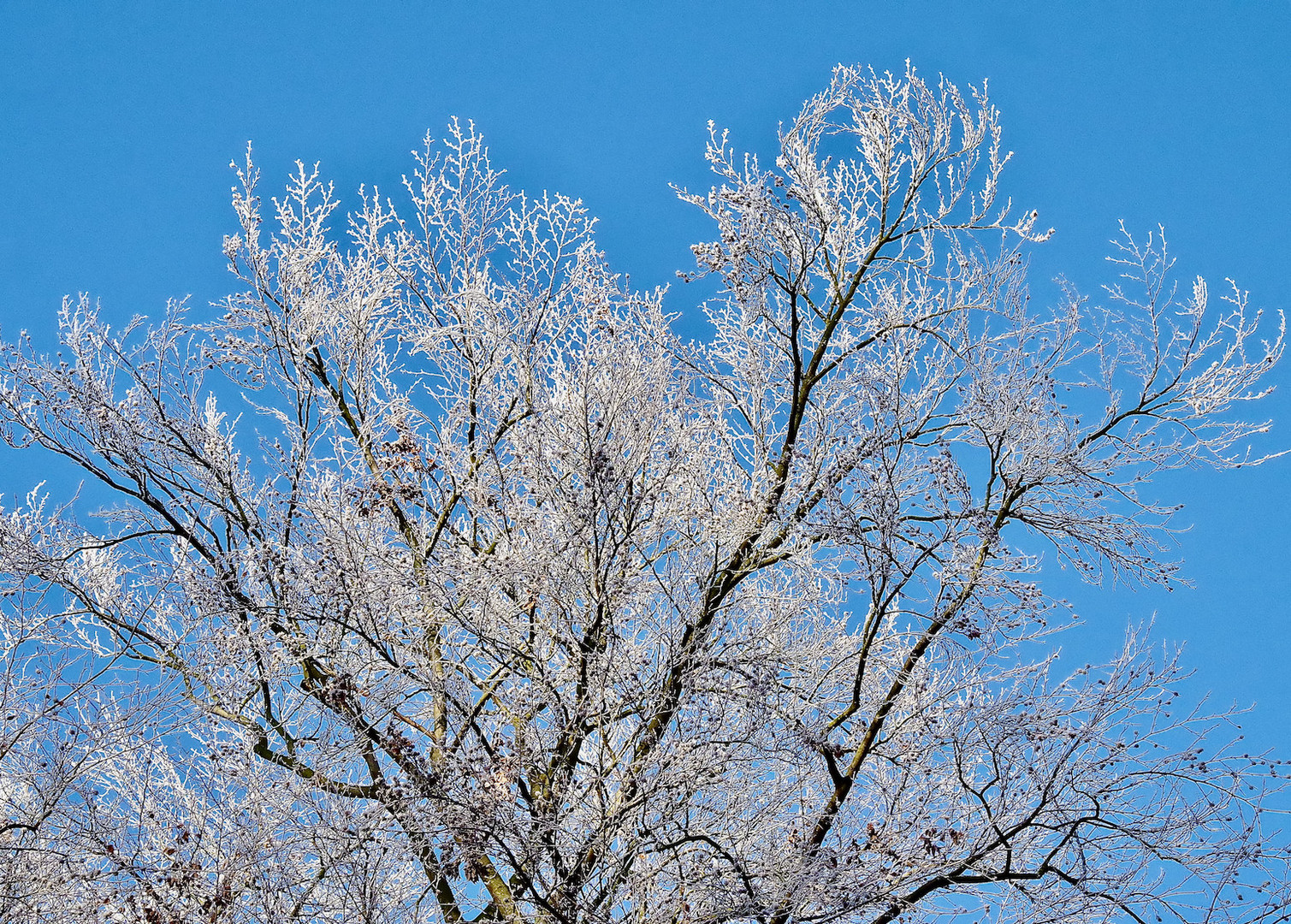 Winterschmuck