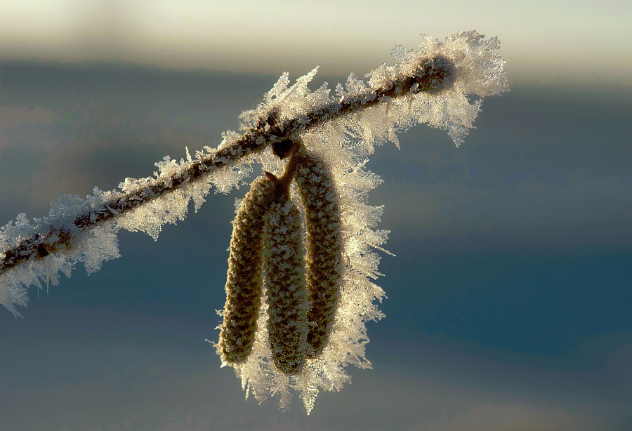 Winterschmuck