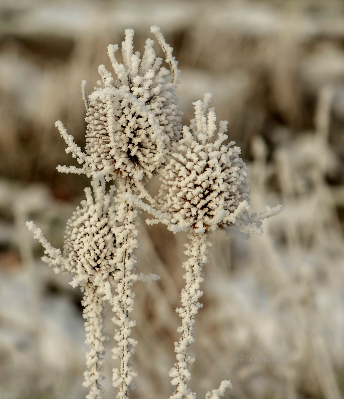 Winterschmuck