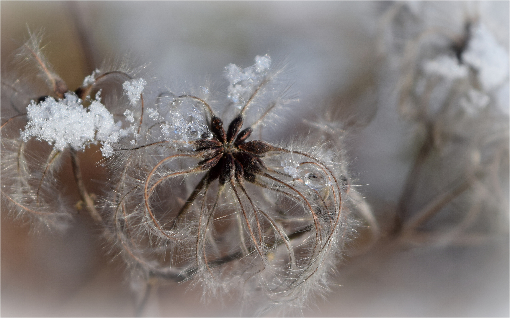 .. Winterschmuck..