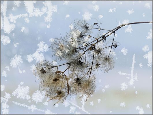 Winterschmuck...