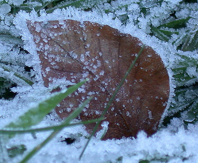 Winterschmuck