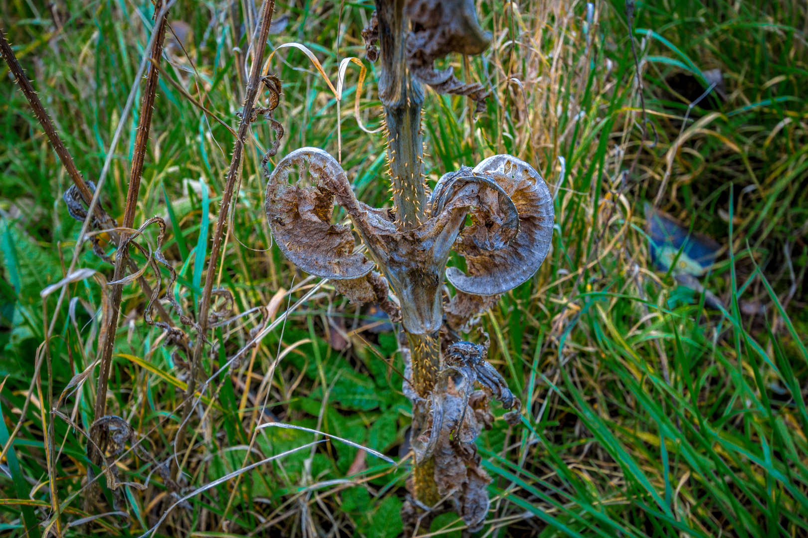 Winterschnecke