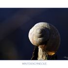 WINTERSCHNECKE