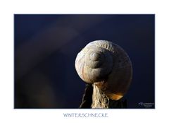 WINTERSCHNECKE