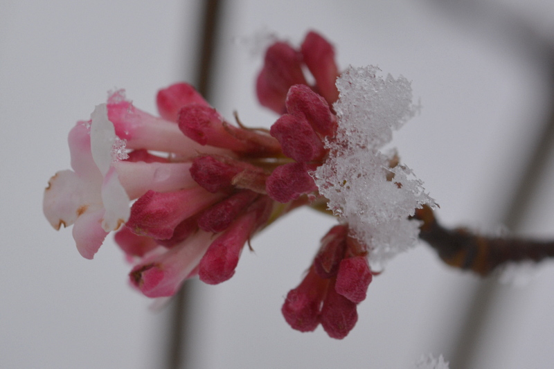 winterschneeball