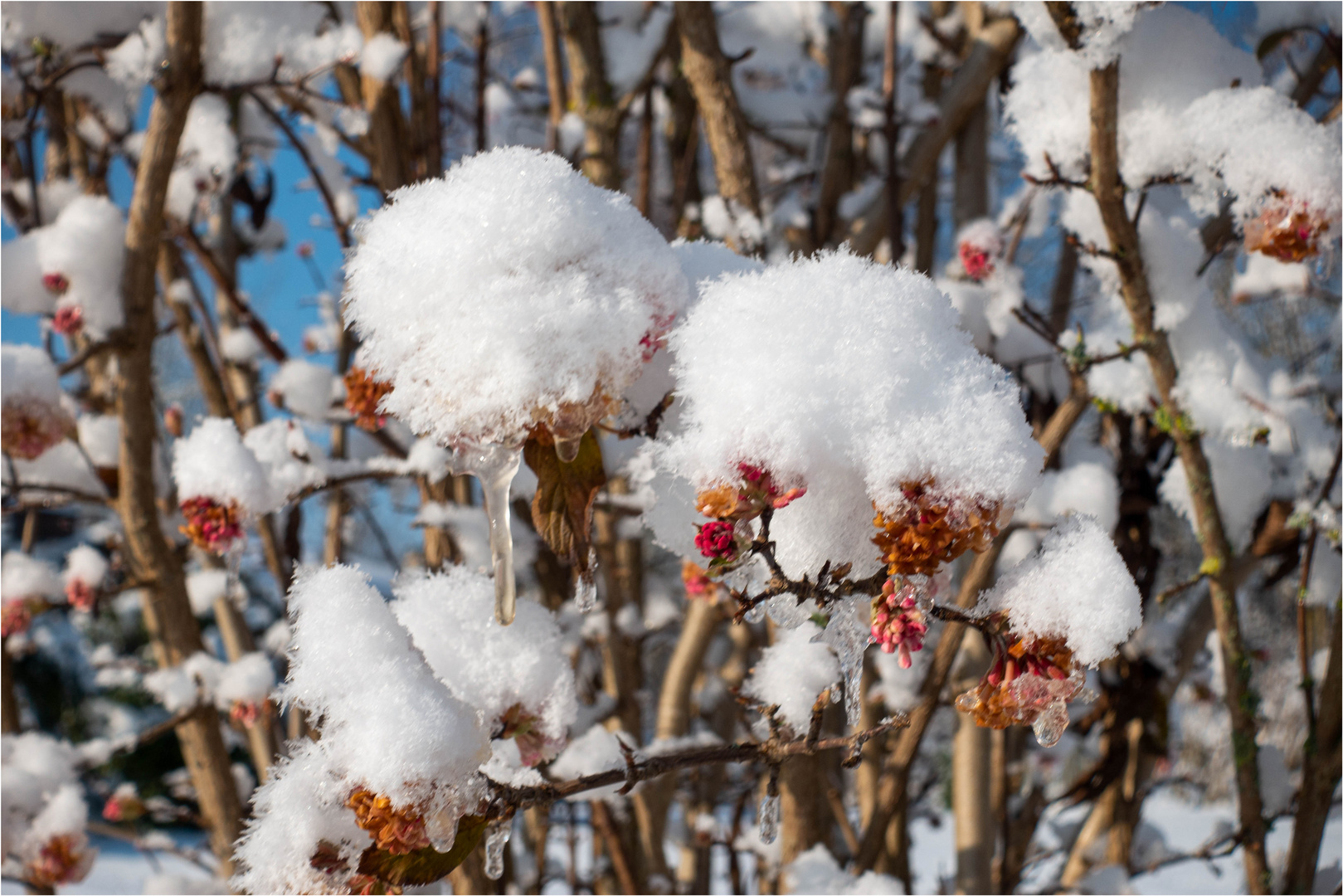 Winterschneeball 