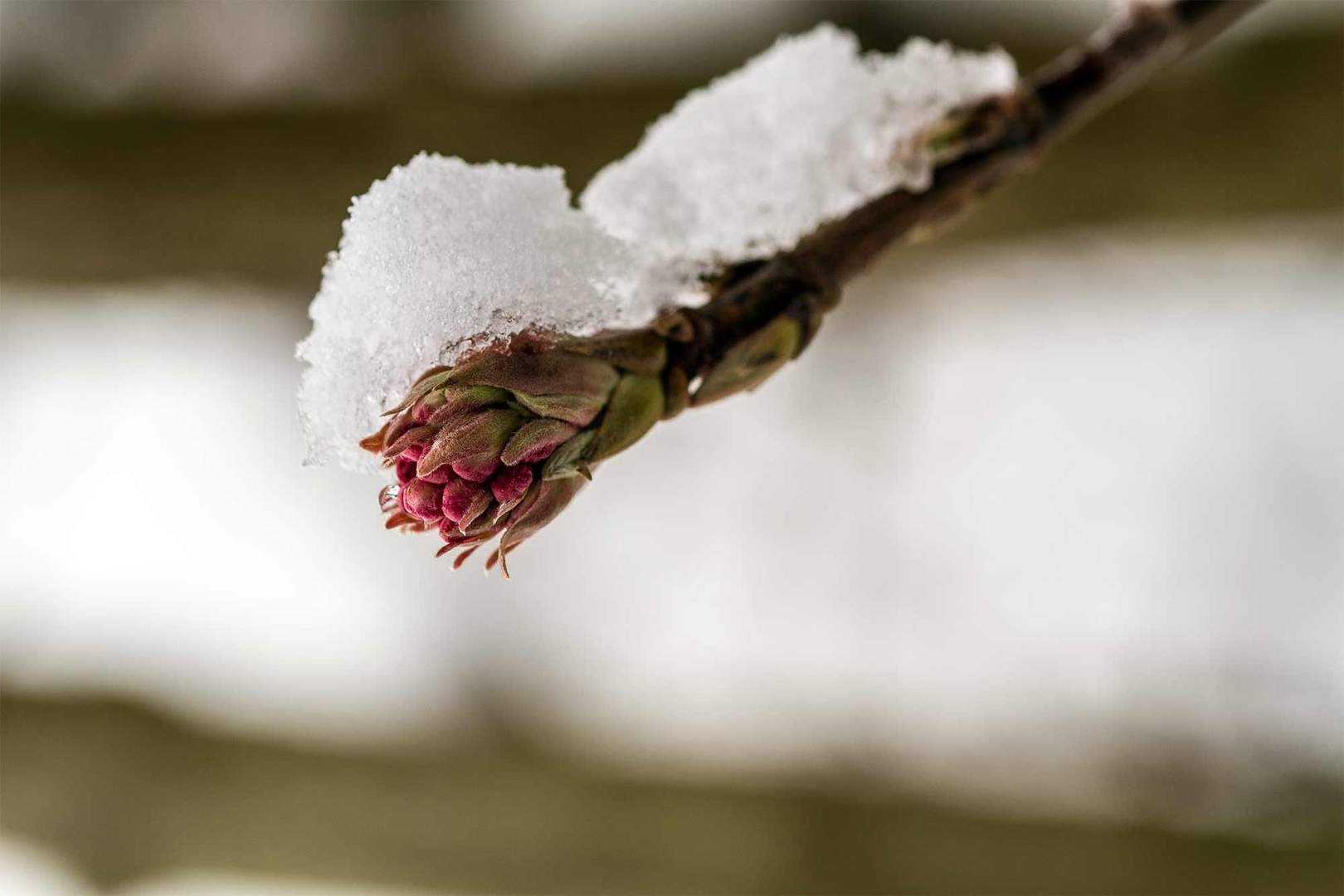 Winterschneeball