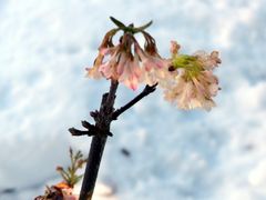 Winterschneeball im Schnee