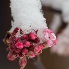 Winterschneeball - passend zum Namen mit Schneehäubchen