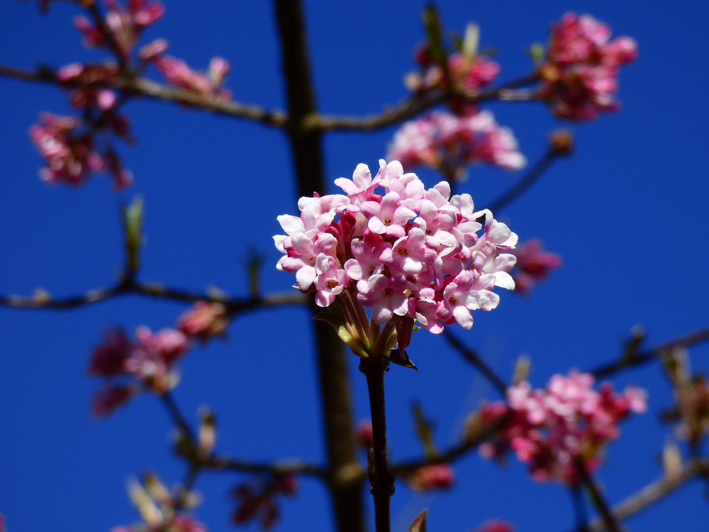 Winterschneeball unter blauem Himmel