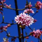 Winterschneeball unter blauem Himmel