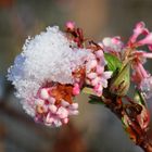 Winterschneeball verschneit...