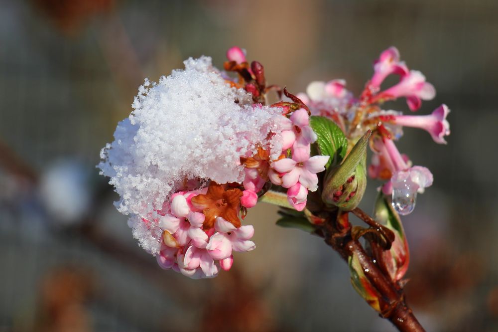 Winterschneeball verschneit...