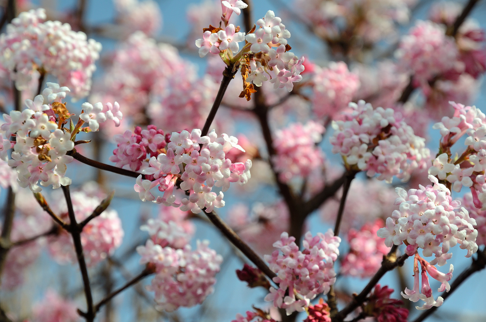 Winterschneeball (Viburnum)