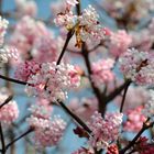 Winterschneeball (Viburnum)