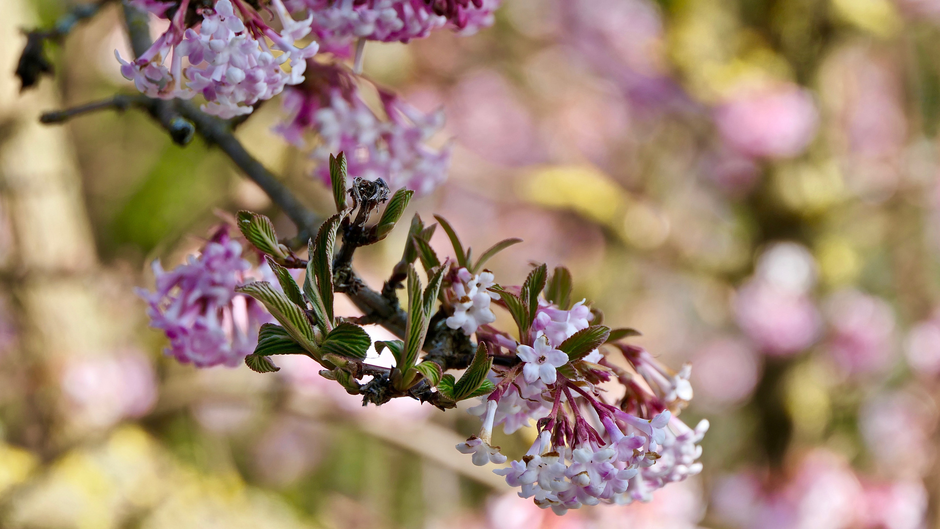 Winterschneeball (Viburnum)